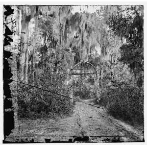  Roadway through grove of moss trees