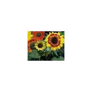  Sunny Sunflowers, All Sorts Seed Mix   1oz Seed Packet 