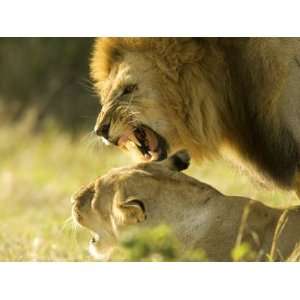  Lions, Lion Pair Mating, Masai Mara, Kenya Giclee Poster 