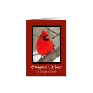  Granddaughter Cardinal Christmas Wishes Card Card Health 