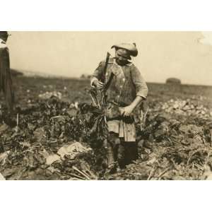 1915 child labor photo Nine year old Pauline Reiber topping beets, a 