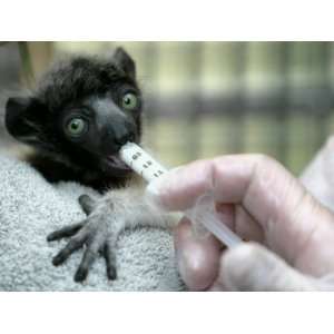 Veterinarian Feeds a Baby Crowned Sifaka Lemur Named Tilavo at the 