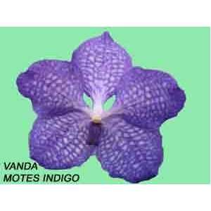 Vanda Motes Indigo 1605H  Grocery & Gourmet Food