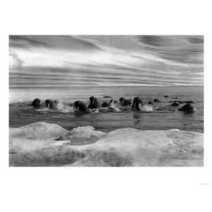  Walrus among the Ice Floes in Bering Sea Alaska Photograph 
