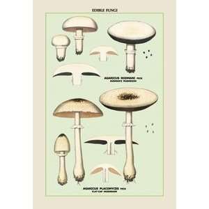    Flat Cap Mushroom   Paper Poster (18.75 x 28.5)