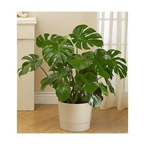 Flowers by 1800Flowers   Philodendron Floor Plant for Sympathy  