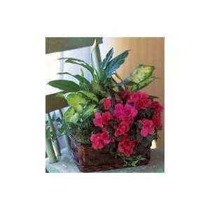Send Flowers   Azalea Attraction Garden Basket  Grocery 