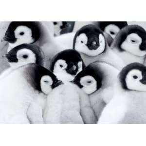  Emperor Penguin Chicks Boxed Christmas Cards, 12 Cards 
