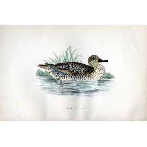  Marbled Duck Bree H/C 1875 Old Prints Birds Europe