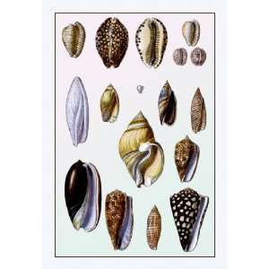  Shells Convoltae and Orthocerata 28x42 Giclee on Canvas 