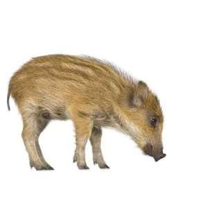 Young Wild Boar in Front of a White Background   Peel and Stick Wall 