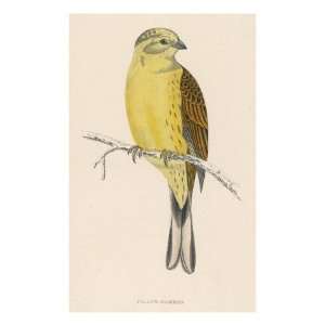  Yellow Bunting (Also known as Yellowhammer) (Emberiza 