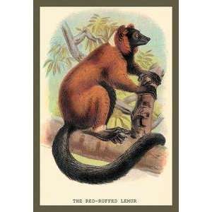  Paper poster printed on 20 x 30 stock. Red Ruffed Lemur 