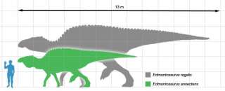 Dinosaur Fossil Hadrosaur Vertebra # 1511  