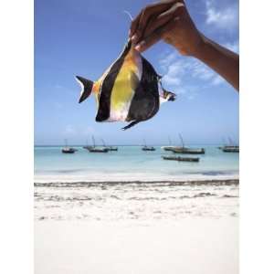 Tropical Fish on Nungwi Beach, Zanzibar, Tanzania, East Africa, Africa 