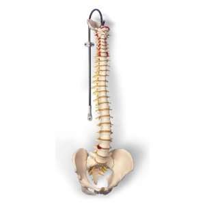  Classic Flexible Spine with Female Pelvis Health 