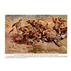  Hunting Dogs Run Down a Lesser Kudu   Wild Dogs and Working Dogs 