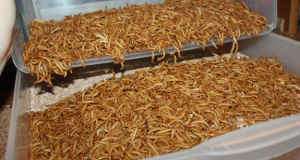   ORGANIC HOME GROWN MEAL WORMS (250 MEALWORMS FOR $16 + 