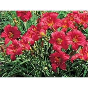 1Dwarf Little Business Daylily Plant, Reblooming Patio 