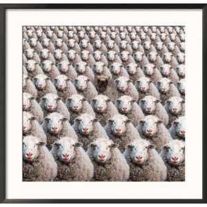  A Black Sheep Among a Multitude of White Sheep Framed 