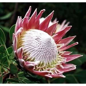  King Protea 8 Seeds   Protea cynaroides   Huge Flowers 