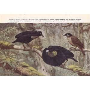   Plume Bird of Paradise Flagbird   Walter A. Weber Vintage Bird Print