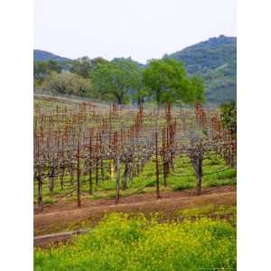  Vineyards in Early Spring, Sonoma Valley, California, USA 