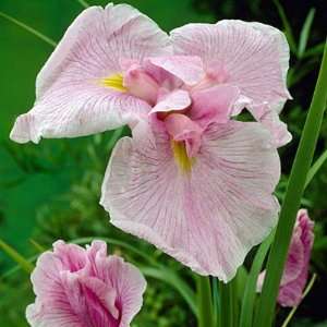  Pink Lady Japanese Ensata Iris   Solid Pink   One Gallon 