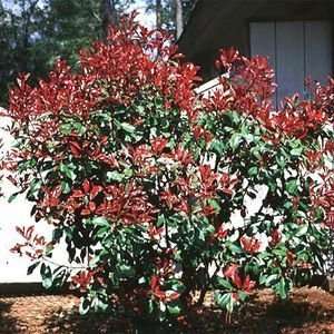  PHOTINIA RED TIP / 3 gallon Potted Patio, Lawn & Garden