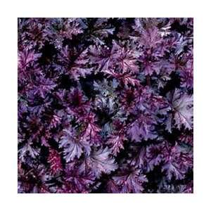  Coral Bells   Purple Petticoats Perennial Flower Patio 