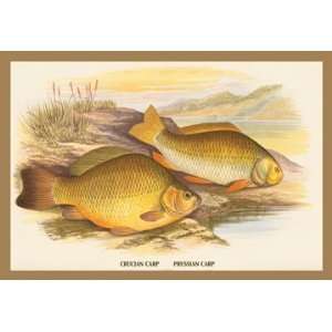  Crucian and Prussian Carp 24X36 Giclee Paper