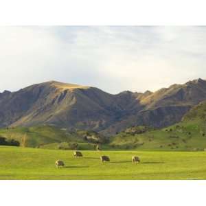 com Sheep, Wanaka, Central Otago, South Island, New Zealand, Pacific 