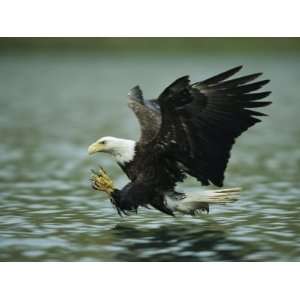 An American Bald Eagle in Flight over Water Hunting for Fish Stretched 