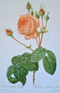 nice reproduction print of an of a beautiful red rose by J Fy 