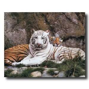  Tiger White And Yellow Striped Tigers Home Decor Wall Picture 