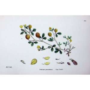  Botany Plants C1902 Trifolium Procumbens Hop Trefoil