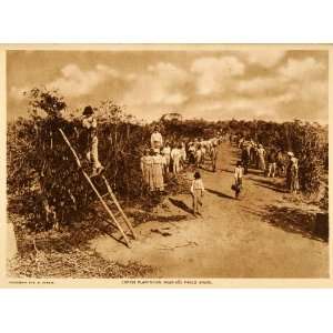 1917 Photogravure Brazilian Coffee Plantation Trees Workers Harvesting 