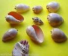 10 pc lot 3 to 5 inch Melon shells Volute seashell shel
