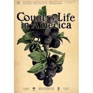 1905 Cover Country Life America Wild Blueberry Sprig   Original Cover