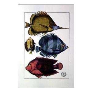  Butterfly And Sun Fish Poster Print