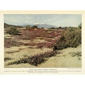  1923 Print Colorado Desert California Verbena Wild Flowers 