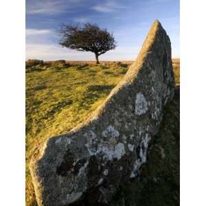  Windswept Tree with Rock in Foreground, Combestone Tor 