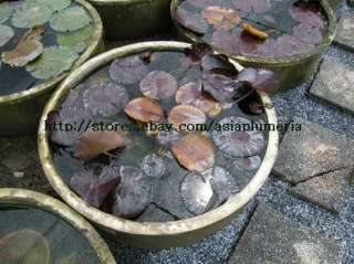 LIVE KING OF SIAM WATER LILY PLANTS BULB +FreeDoc  