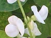WHITE Lab Lab Hyacinth Beans DOLICHOS 20 seeds  