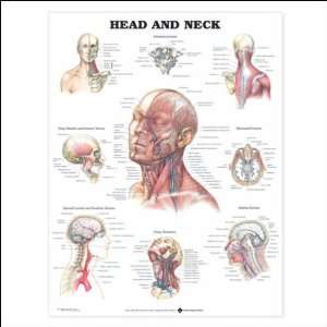  Head and Neck Anatomical Chart 20 X 26 Laminated Health 