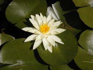 Hardy Water Lily Live Plant, Yellow, Guaranteed  