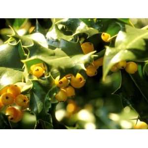  Ilex Aquifolium Bacciflava (Holly), Waxy Dark Sharply 