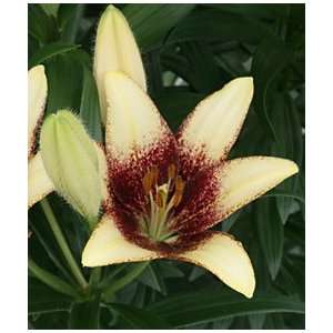  Lily   Asiatic   Cecil Patio, Lawn & Garden