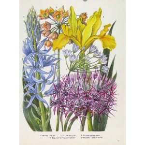  Camassia Allium Iris Flowers Plants Color Old Print Art 