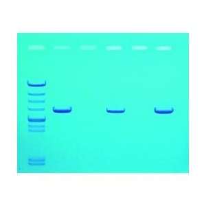 Detection of Mad Cow Disease Kit  Industrial & Scientific